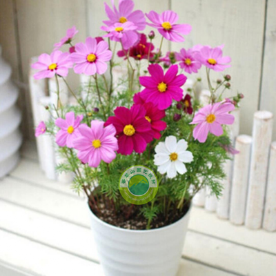 凤仙花