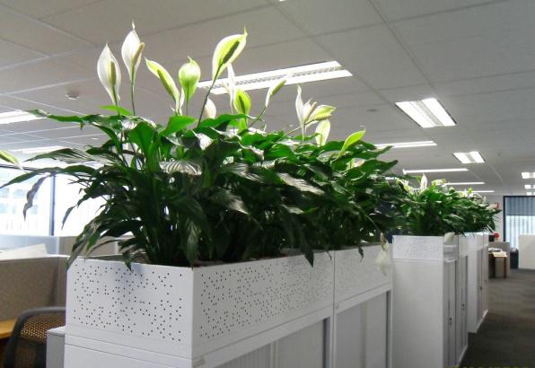绿植租赁在养护绿植时需要注意什么？