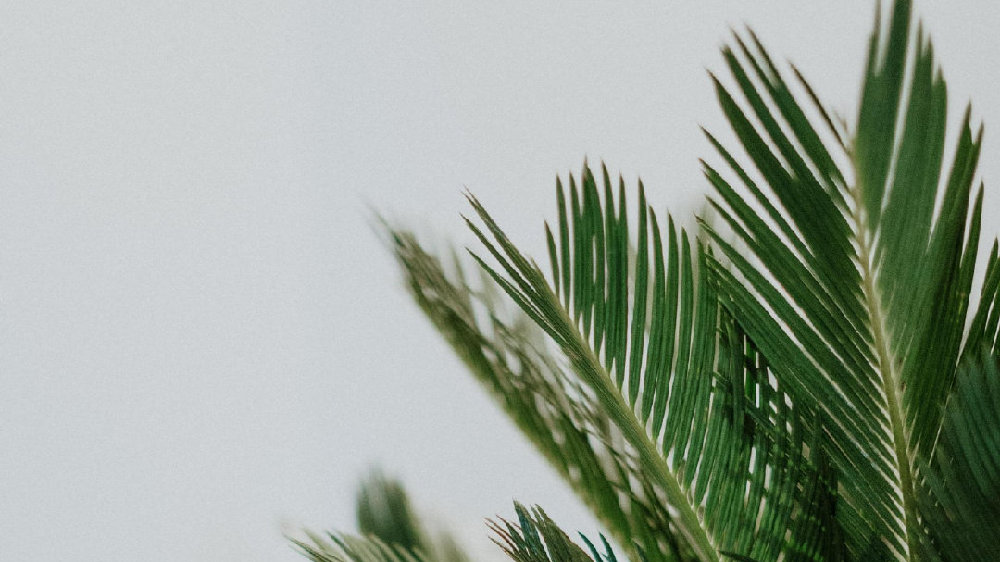 香草山 | 办公室绿植要“对症下药”，快看看自己适合啥？